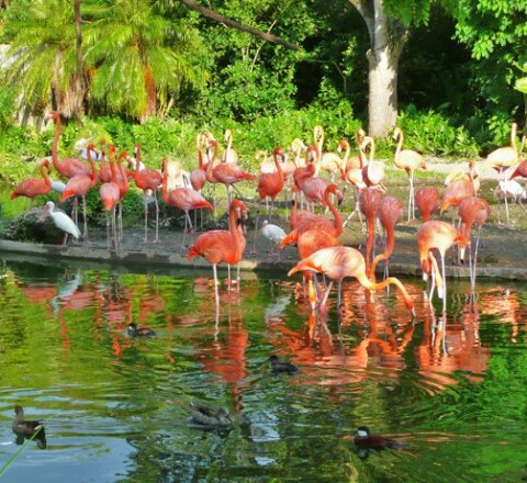 Zoo Miami